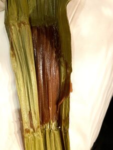 私が実際に買った土産その３　「クバ餅」　皮をむいたところ。黒糖のモチが入っている